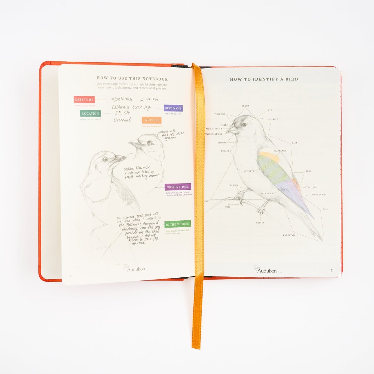 An open hardcover notebook with an orange cover and orange ribbon bookmark, showing illustrated bird diagrams and notes in pencil on one page and a color-coded guide on the other.